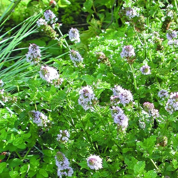 Mentha spicata 'Crispa' - Fodormenta
