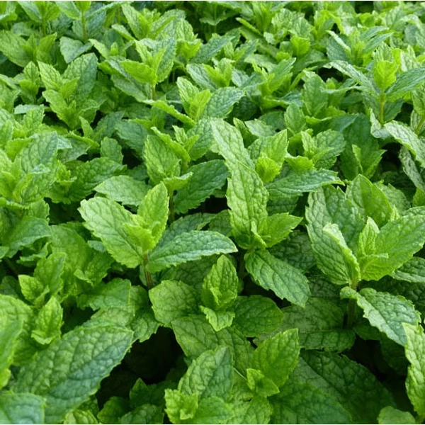 Mentha spicata 'Moroccan' - Marokkói menta