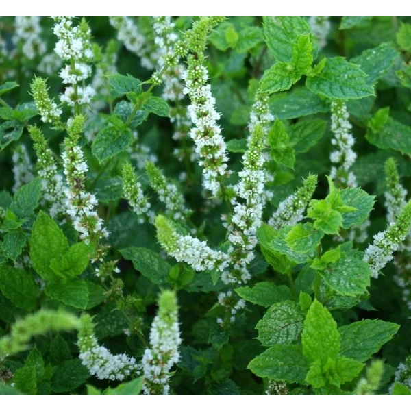 Mentha spicata 'Moroccan' - Marokkói menta