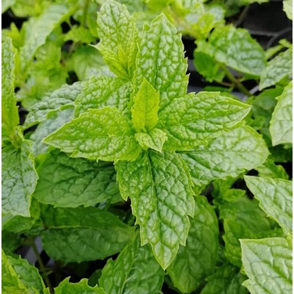 Mentha spicata 'Moroccan' - Marokkói menta