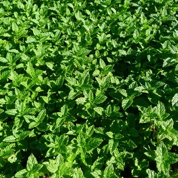 Mentha spicata 'Moroccan' - Marokkói menta