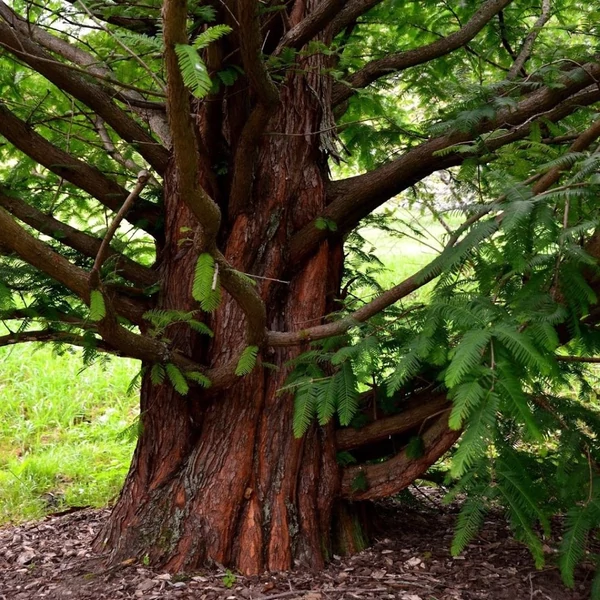 Metasequoia glyptostroboides - Kínai mamutfenyő