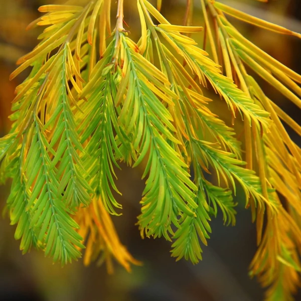 Metasequoia glyptostroboides - Kínai mamutfenyő