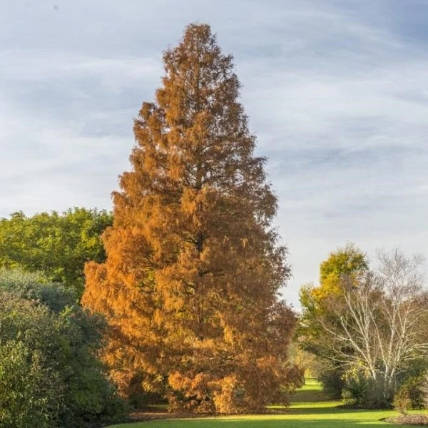 Metasequoia glyptostroboides - Kínai mamutfenyő