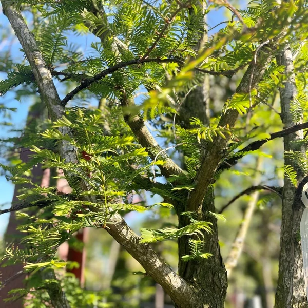 Metasequoia glyptostroboides - Kínai mamutfenyő
