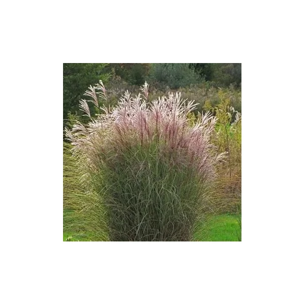 Miscanthus sinensis 'Morning Lights' – Molnárpántlika