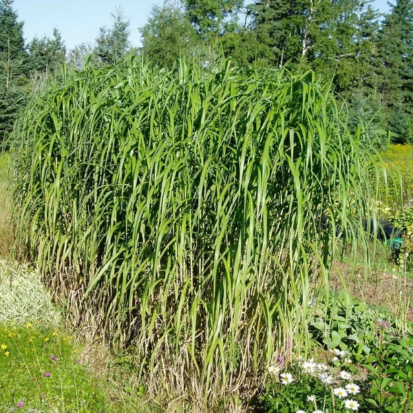 Miscanthus giganteus - Molnárpántlika