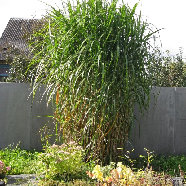 Miscanthus giganteus - Molnárpántlika