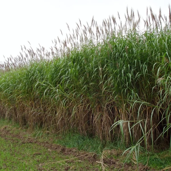 Miscanthus giganteus - Molnárpántlika