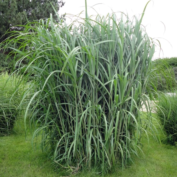 Miscanthus giganteus - Molnárpántlika