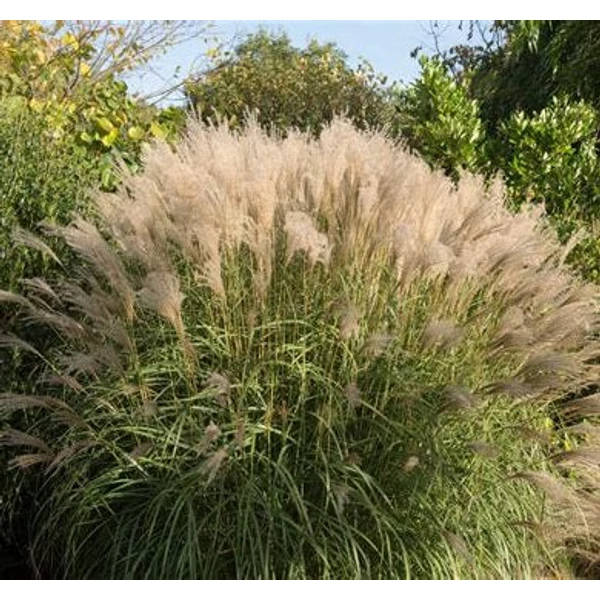 Miscanthus sinensis 'Gracillimus' - Molnárpántlika