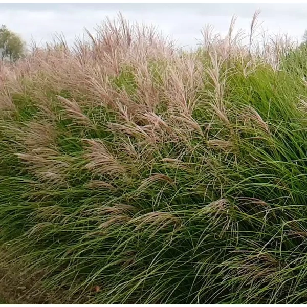 Miscanthus sinensis 'Gracillimus' - Molnárpántlika