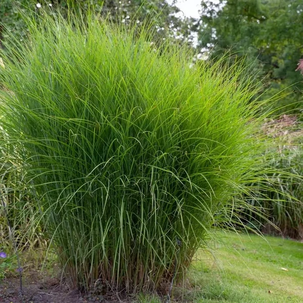 Miscanthus sinensis 'Gracillimus' - Molnárpántlika
