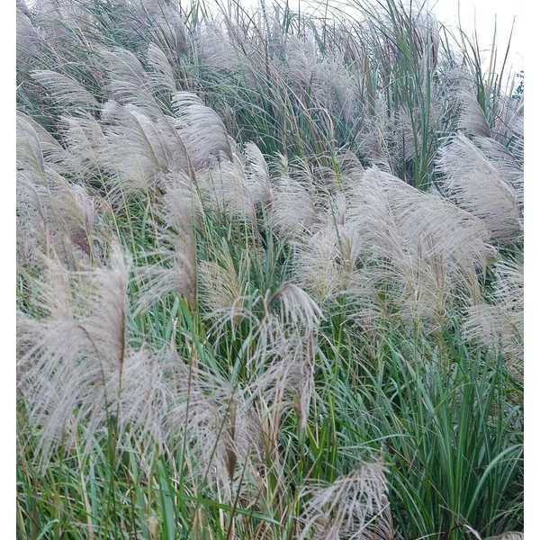Miscanthus sinensis 'Gracillimus' - Molnárpántlika