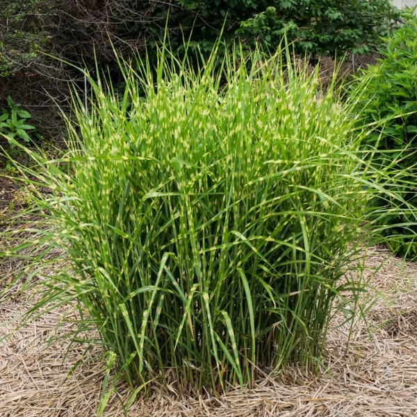 Miscanthus sinensis 'Zebrinus' - Molnárpántlika