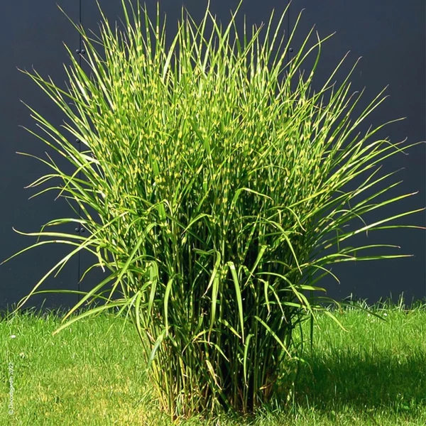 Miscanthus sinensis 'Zebrinus' - Molnárpántlika