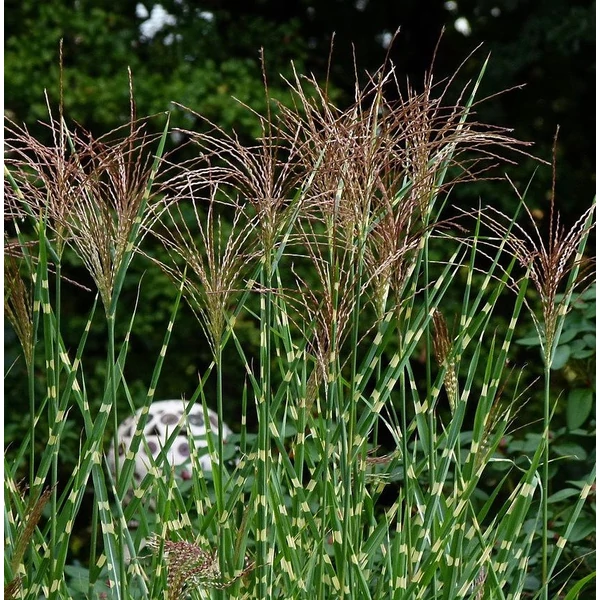 Miscanthus sinensis 'Zebrinus' - Molnárpántlika
