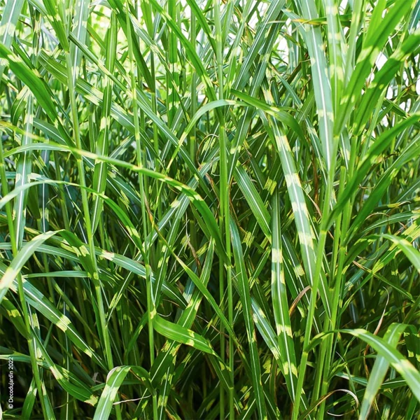 Miscanthus sinensis 'Zebrinus' - Molnárpántlika