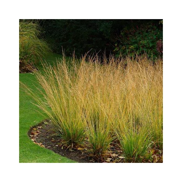 Molinia caerulea 'Heidebraut' - Közönséges kékperje