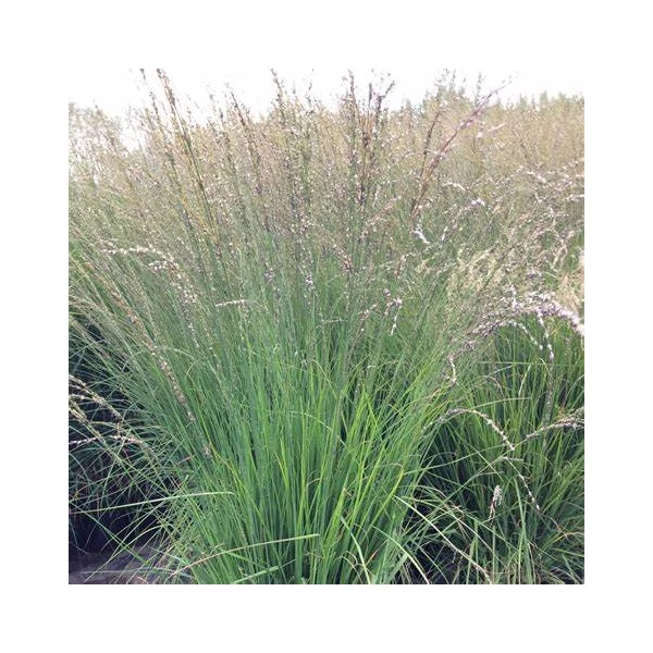 Molinia caerulea 'Heidebraut' - Közönséges kékperje