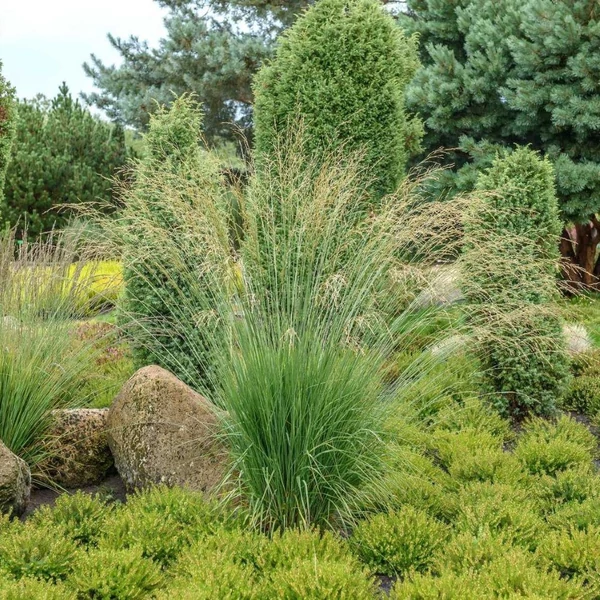 Molinia caerulea 'Heidebraut' - Közönséges kékperje