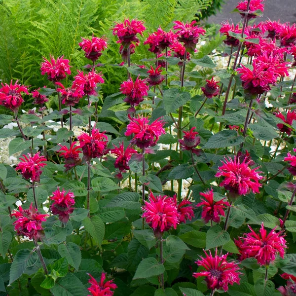 Monarda 'Bee-Happy' - Méhbalzsam