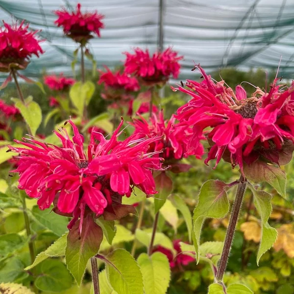 Monarda 'Bee-Happy' - Méhbalzsam