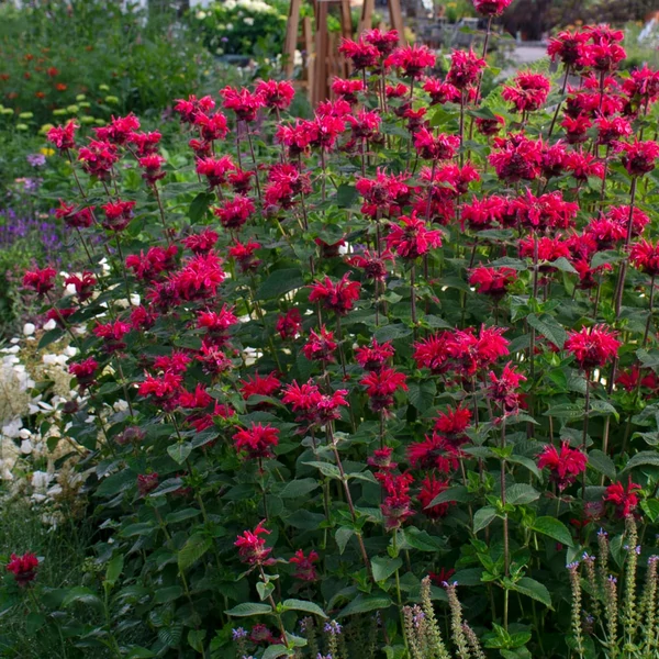 Monarda 'Bee-Happy' - Méhbalzsam