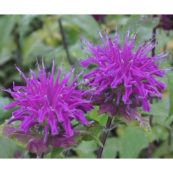 Monarda dydima 'Blaustrumpf' - Méhbalzsam