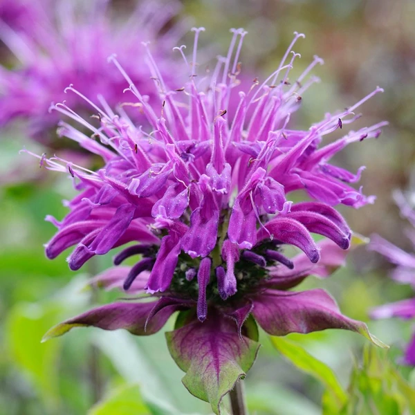 Monarda dydima 'Blaustrumpf' - Méhbalzsam