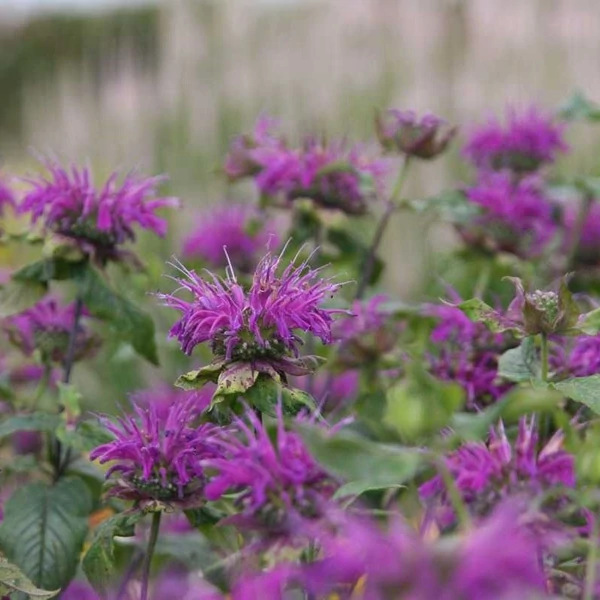 Monarda dydima 'Blaustrumpf' - Méhbalzsam