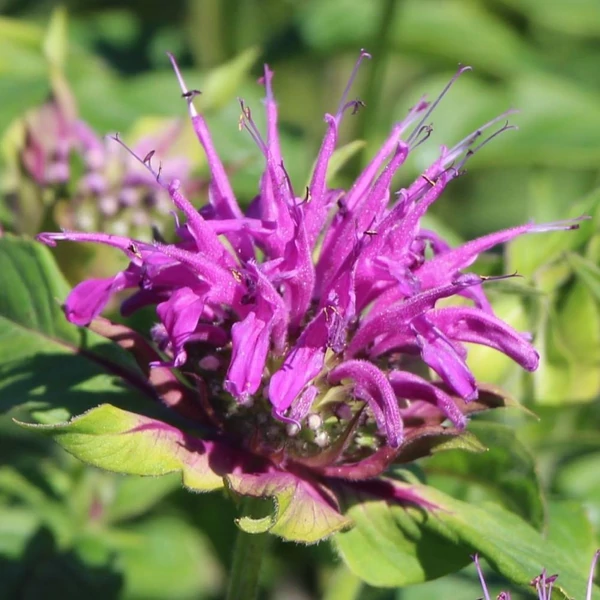 Monarda dydima 'Blaustrumpf' - Méhbalzsam