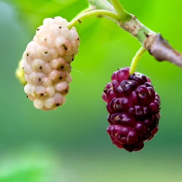 Morus alba - Fehér eperfa