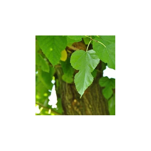 Morus alba - Fehér eperfa