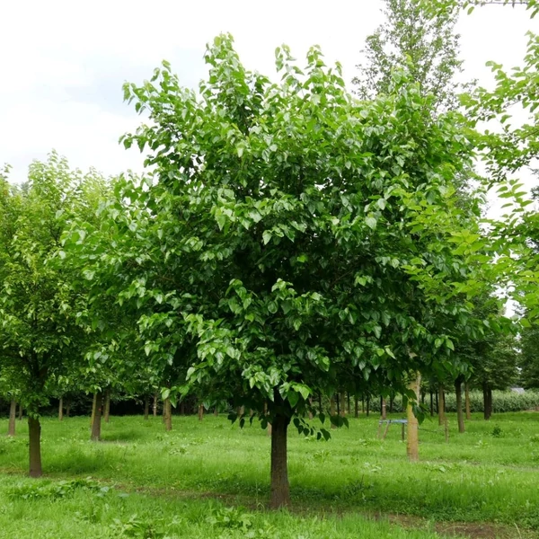 Morus alba - Fehér eperfa