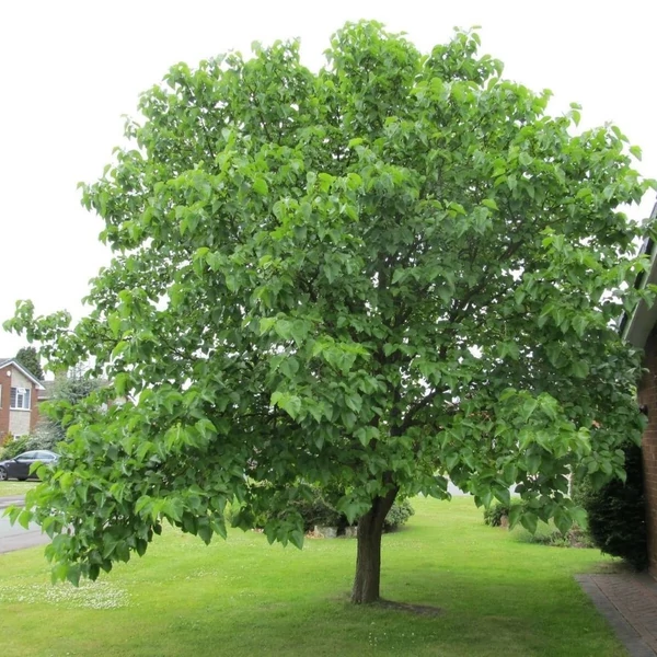 Morus nigra - Fekete eperfa