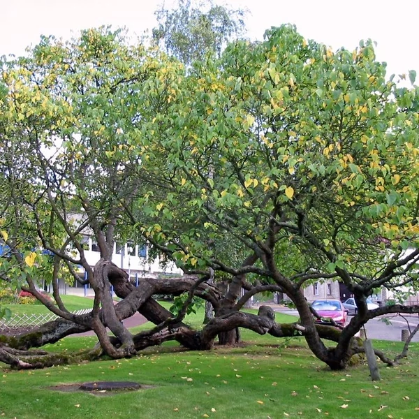 Morus nigra - Fekete eperfa