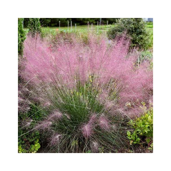 Muhlenbergia reverchonii 'Undaunted' - Vattacukorfű
