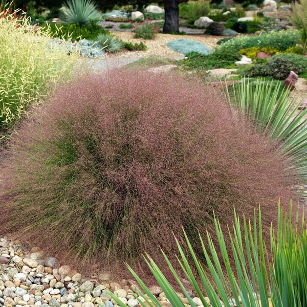 Muhlenbergia reverchonii 'Undaunted' - Vattacukorfű