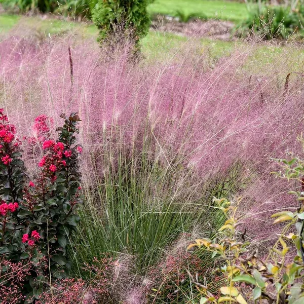 Muhlenbergia reverchonii 'Undaunted' - Vattacukorfű