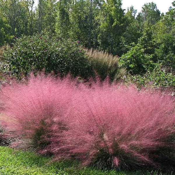 Muhlenbergia reverchonii 'Undaunted' - Vattacukorfű