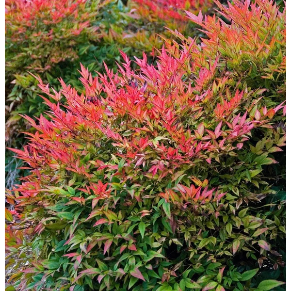 Nandina domestica 'Obsessed' - Japán szentfa