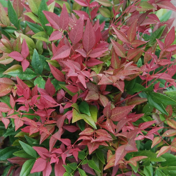 Nandina domestica 'Obsessed' - Japán szentfa