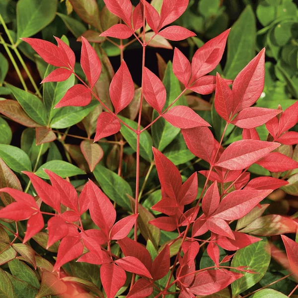 Nandina domestica 'Obsessed' - Japán szentfa