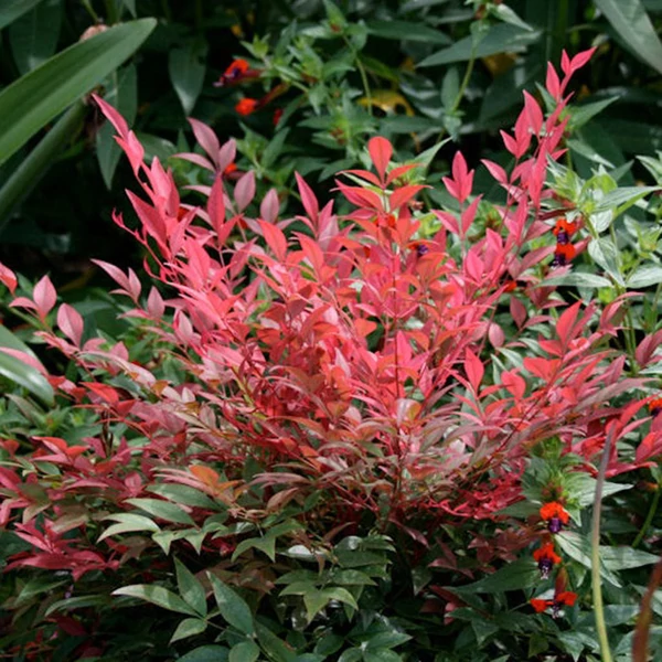 Nandina domestica 'Obsessed' - Japán szentfa