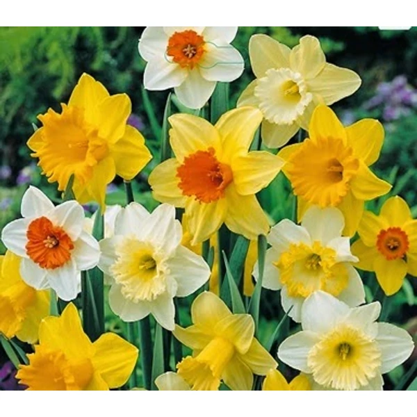 Narcissus - Nagyvirágú, koronás nárcisz, színkeverék