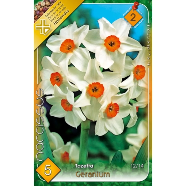 Narcissus tazetta 'Geranium' – Nárcisz