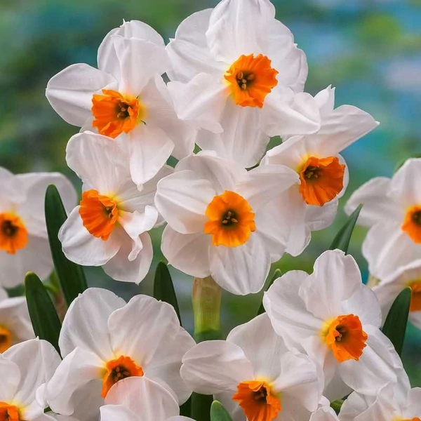 Narcissus tazetta 'Geranium' – Nárcisz