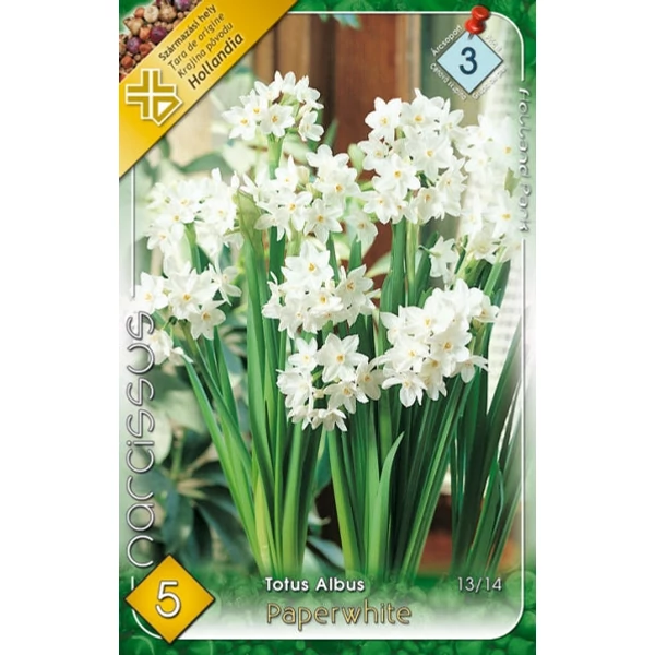 Narcissus tazetta 'Paperwhite' - Nárcisz