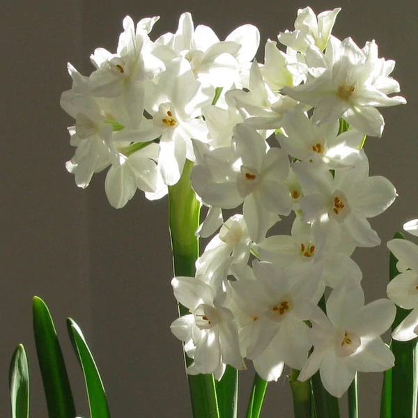 Narcissus tazetta 'Paperwhite' - Nárcisz